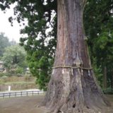 樹齢1000年!?『清澄の大スギ』千葉県最大の巨木に圧倒される…！